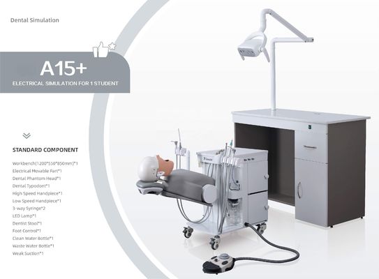 OEM Praktischer Phantomkopf-Dentalsimulator A1 A3 A15 für Studenten